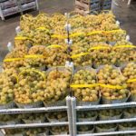 Geni's Obst & Gemüse Fachgroßhandel in Garmisch Partenkirchen - Trauben vom Großmarkt Verona