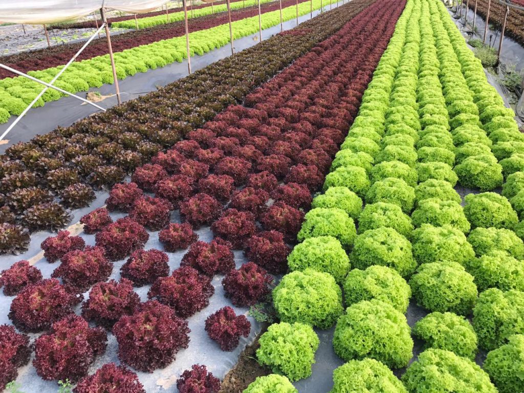 Geni's Obst & Gemüse in Garmisch Partenkirchen - Ware aus Verona