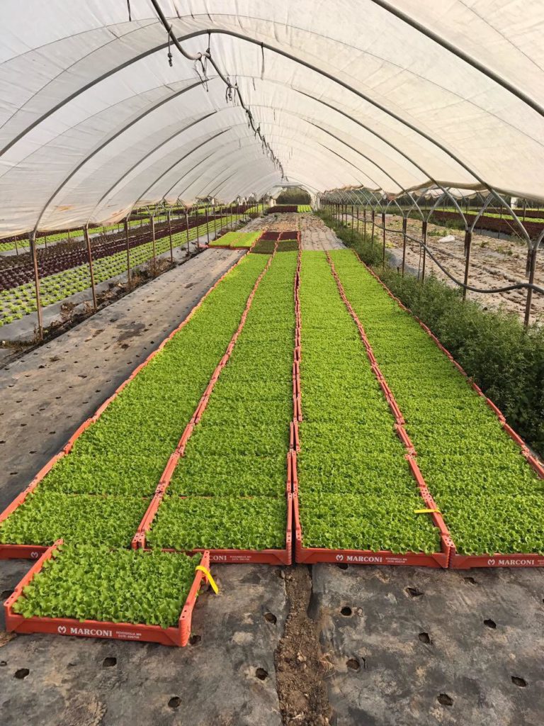 Geni's Obst & Gemüse in Garmisch Partenkirchen - Ware aus Verona