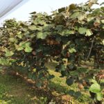 Geni's Obst & Gemüse Fachgroßhandel in Garmisch Partenkirchen